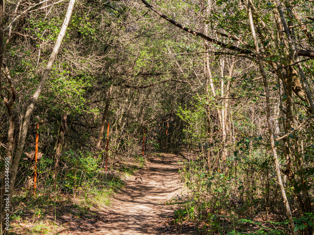 Walking in the Barton Creek Greenbelt Trail.