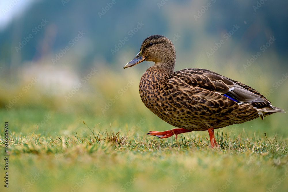 A serene female mallard duck (Anas platyrhynchos) resting on the grassy shore of a picturesque lake in the Dolomite Alps, Italy. Captured in a peaceful natural setting A serene female mallard duck (Anas platyrhynchos) resting on the grassy shore of a picturesque lake in the Dolomite Alps, Italy. Captured in a peaceful natural setting