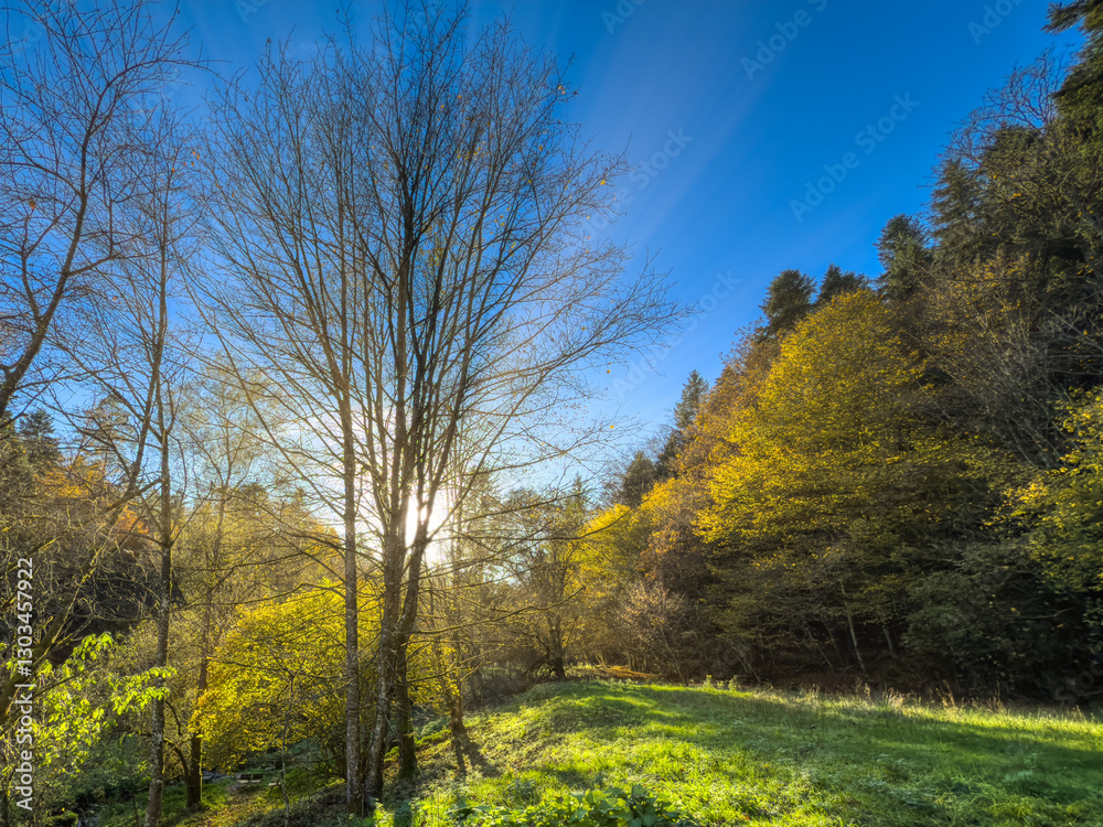 Fototapeta premium autumn in the park
