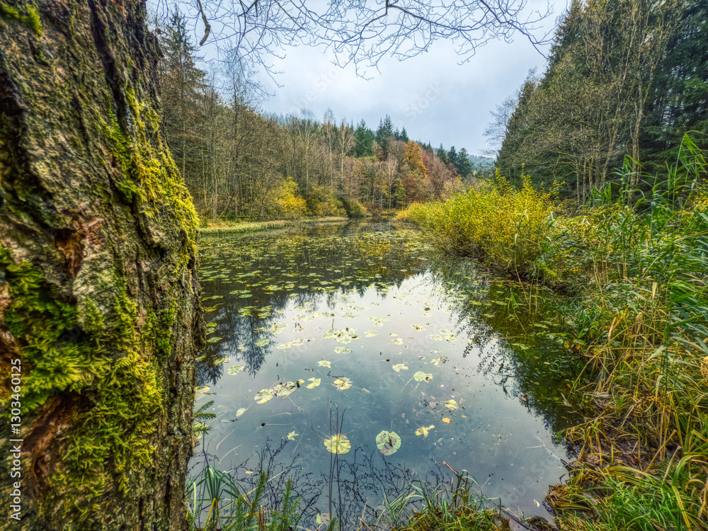 Fototapeta premium river in the forest
