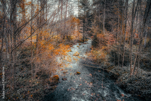 autumn forest in the morning