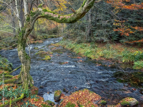 autumn in the forest