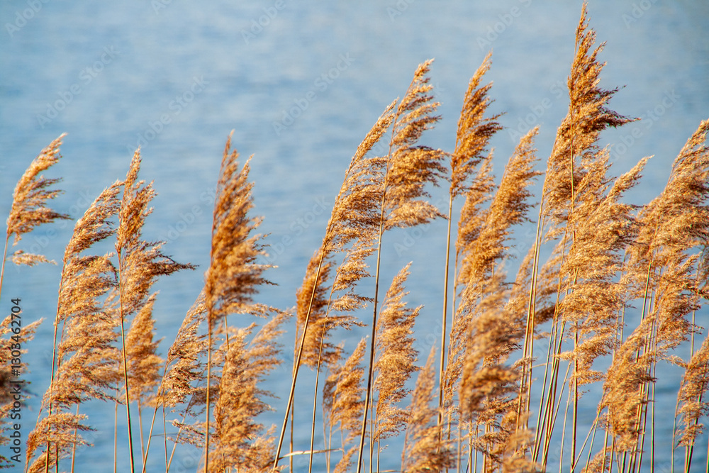 Fototapeta premium Seegras Hintergrund