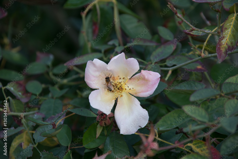 Fototapeta premium bee on flower