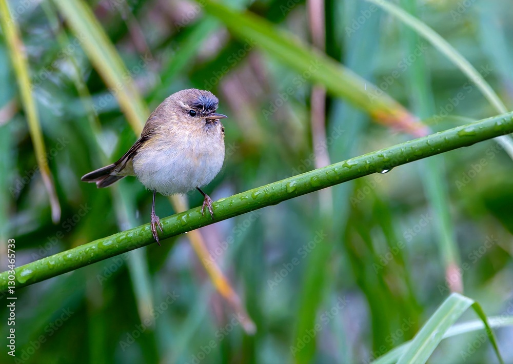 Fototapeta premium Iberian chiffchaff perched on a branch singing.