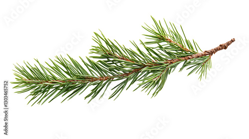 Pine branch isolated on black background