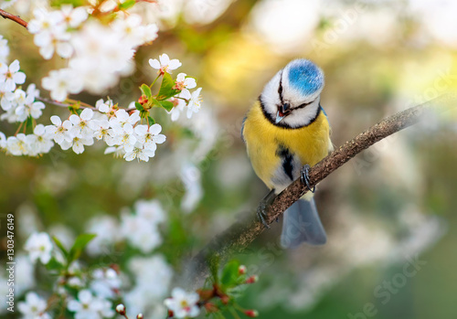 blue tit bird singing in spring blooming cherry orchard sitting on branches