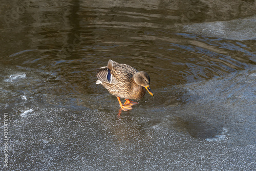 Wild female mallard in melt water in early spring. Freshwater bird anas platyrhynchos swimming and clean feathers in frozen river in springtime. Duck anatidae floating on ice lake in wildlife.