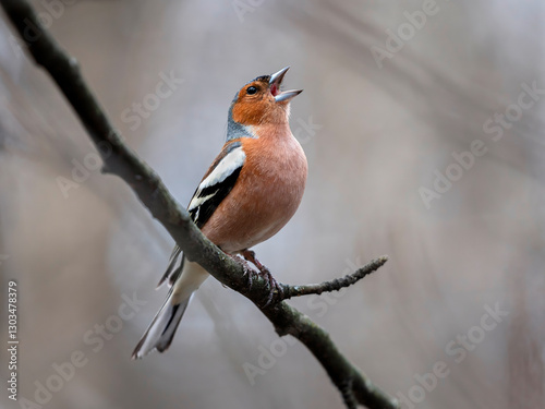 bird chaffinch male singing in park sitting on tree branch