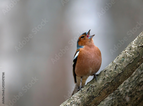 bird male chaffinch singing in spring forest sitting on tree