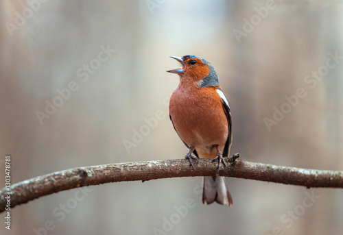 bird male chaffinch singing in spring forest sitting on tree