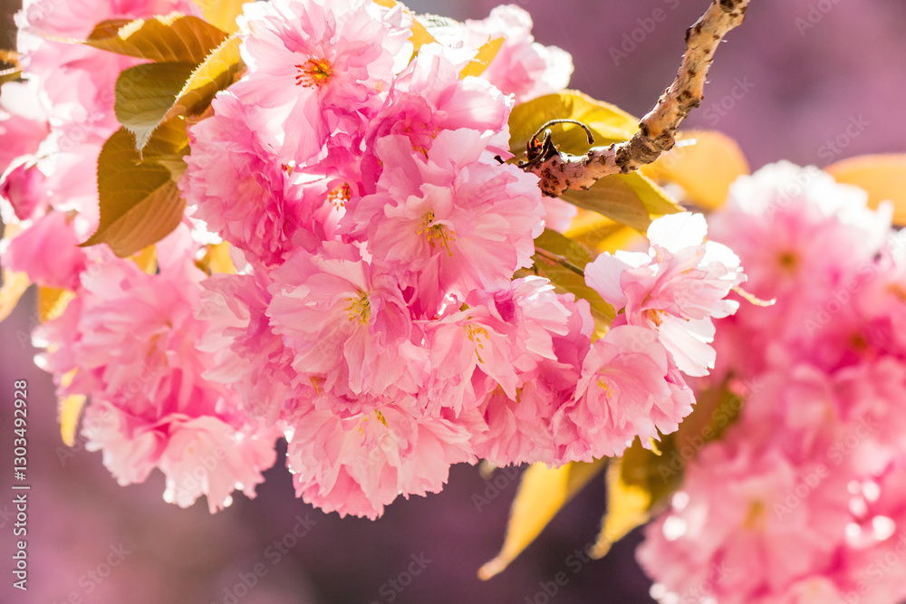 closeup of sakura blossom. pink floral background. sunny day in spring