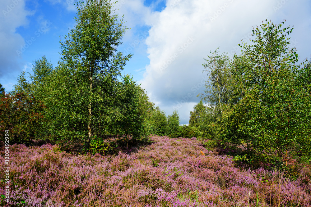 Purple heather growing in the English countryside Purple heather growing in the English countryside