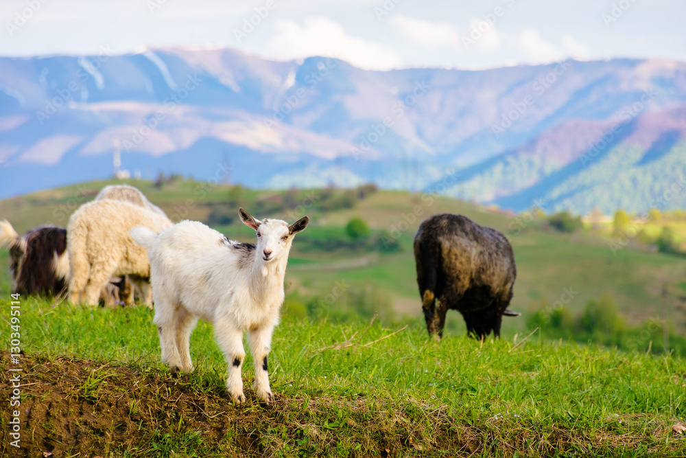 domestic goat herd on the pasture. organic farmland. countryside mountain landscape with grassy rolling hills in evening light. rural scenery