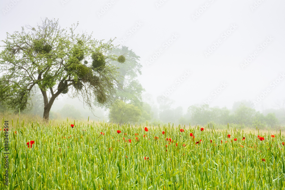 poppy flowers on the rye field in fog. green environment. rural landscape in spring. trees in the distance. outdoor beauty