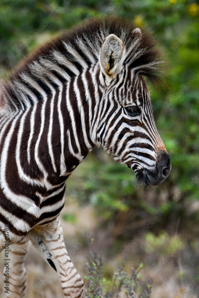 Juvenile plains zebra (Equus quagga, formerly Equus burchellii) Juvenile plains zebra (Equus quagga, formerly Equus burchellii)