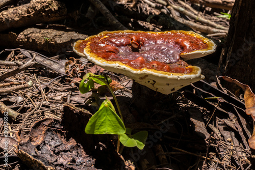 Lingzhi Mushroom Scientific Name: Ganoderma lucidum naturally occurring in wild forest in Brazil