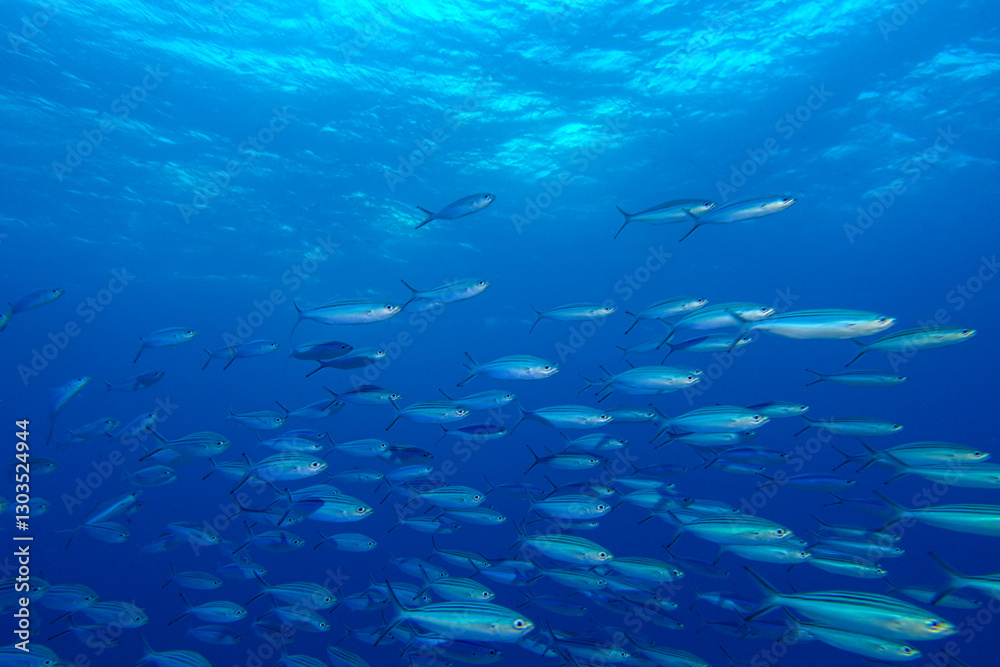 Naklejka premium fish in the water