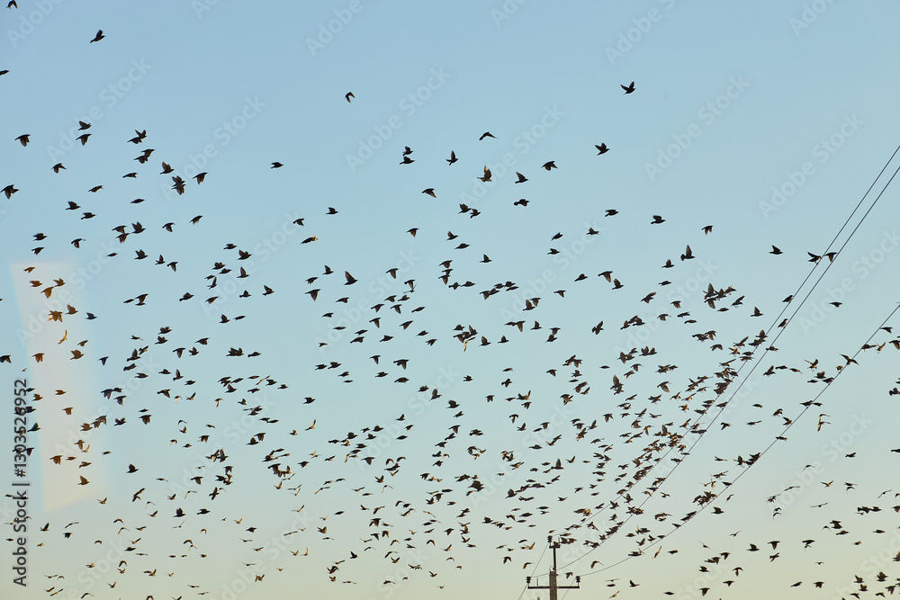 Flock of Common Starlings in Flight Flock of Common Starlings in Flight