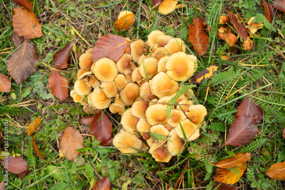 mushrooms on a green meadow with autumn leaves mushrooms on a green meadow with autumn leaves