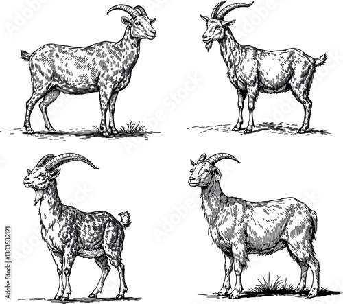 Vintage illustration of a goat, detailed engraving of a farm animal