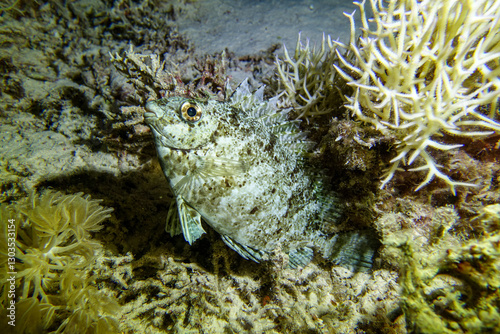 Fototapeta Naklejka Na Ścianę i Meble -  underwater life of a coral reef