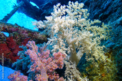 Fototapeta Naklejka Na Ścianę i Meble -  coral reef with fish, Red Sea, Egypt