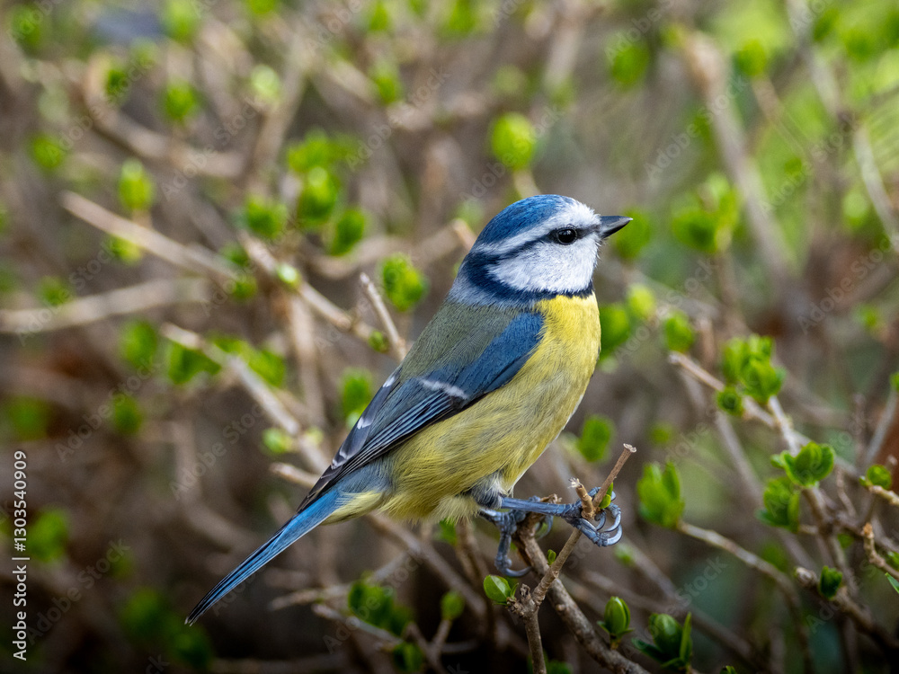 Obraz premium Herrerillo Común sobre arbusto