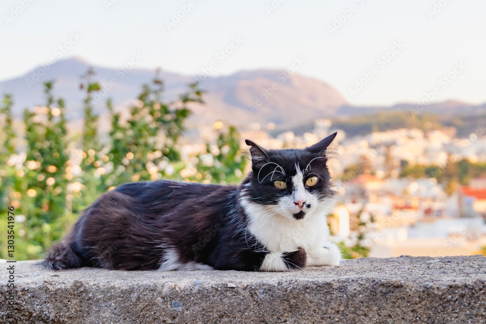 An Adorable and Charming Black and White Cat Is Enjoying a Relaxing Day Outdoors