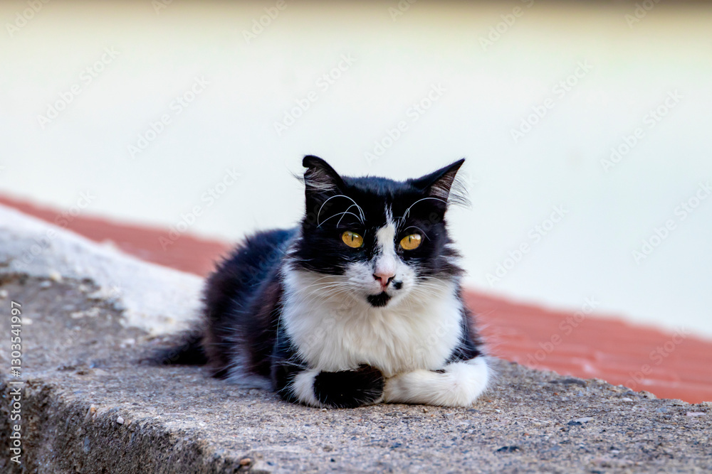 A serene black and white cat comfortably lounging on a stone wall, complemented by a picturesque and scenic background