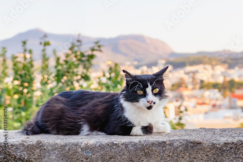 Obraz na płótnie An Adorable and Charming Black and White Cat Is Enjoying a Relaxing Day Outdoors w salonie