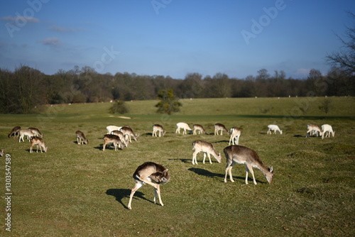 Deer running free in the english countryside estate