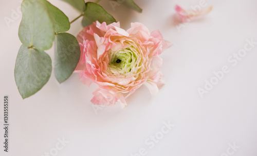 Pink ranunculus and eucalyptus