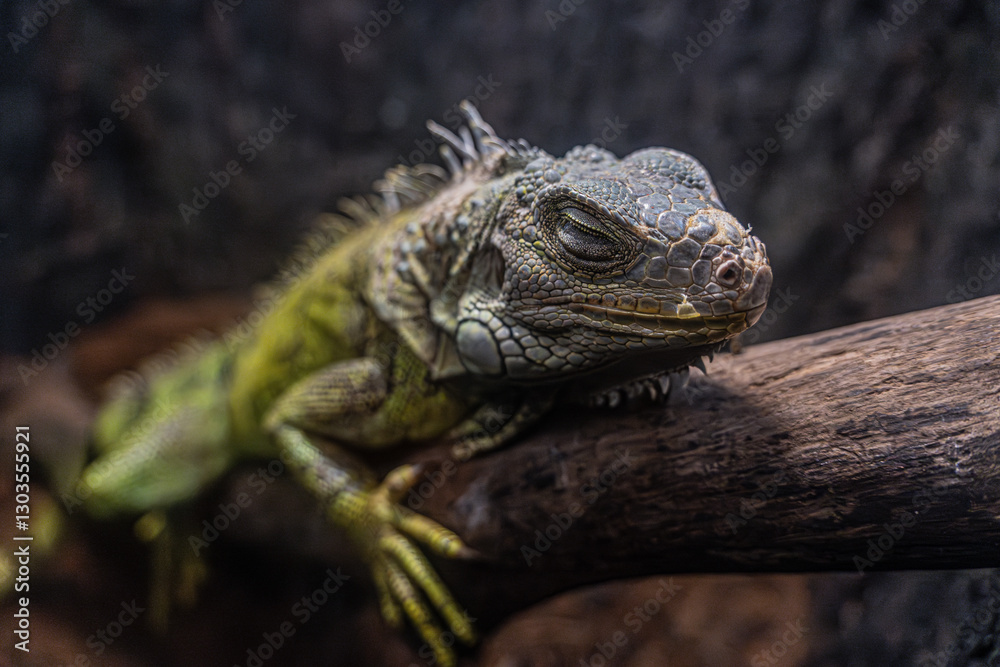 Resting iguana on a tree branch with textured scales, basking in a warm, natural habitat. Resting iguana on a tree branch with textured scales, basking in a warm, natural habitat.