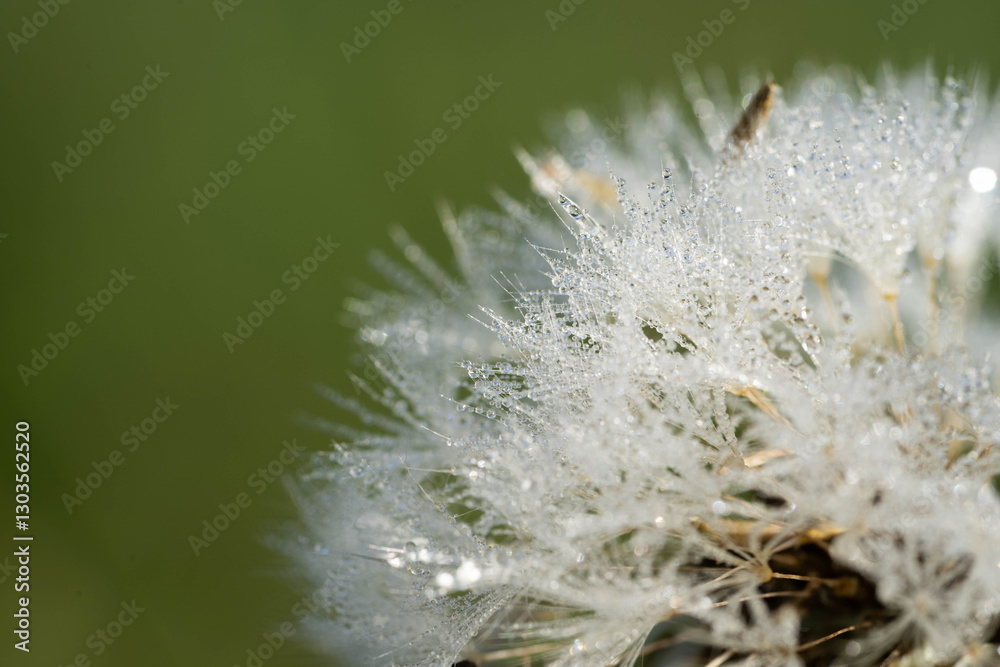 Close-up of a Dew-Covered Dandelion Seed Head in the Morning Light
