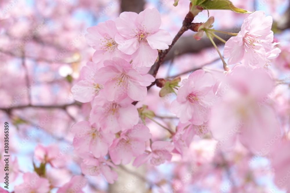 美しい河津桜 美しい河津桜