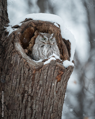 An eastern screech peers out of its snow-covered cavity on a cold winter day.