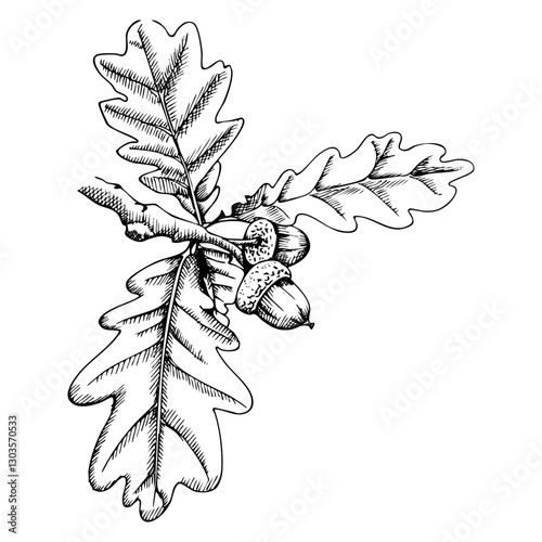 A vector black-and-white linear illustration of an oak branch with acorns.