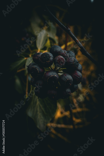 blue and black currant
