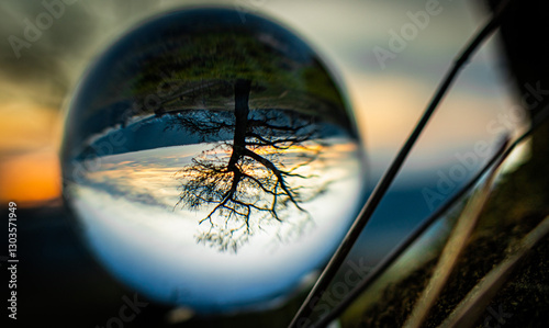 Baum 