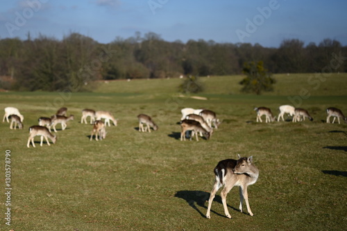 beautiful young deer grazing