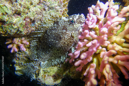 Fototapeta Naklejka Na Ścianę i Meble -  coral reef with fish, Egypt