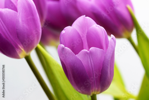 The image of a beautiful purple tulip flower.