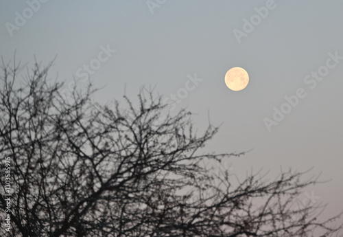 Full Moon over the Trees