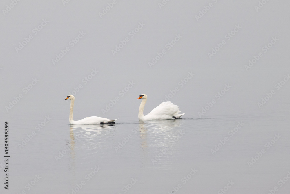 Fototapeta premium Two elegant swans glide peacefully across the calm water, surrounded by a soft, misty atmosphere.