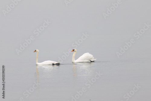 Fototapeta Naklejka Na Ścianę i Meble -  Two elegant swans glide peacefully across the calm water, surrounded by a soft, misty atmosphere.