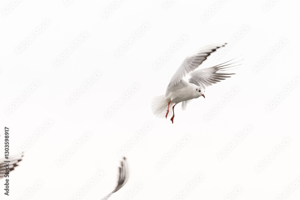 Obraz premium Dynamic Flight: Seagulls in Motion