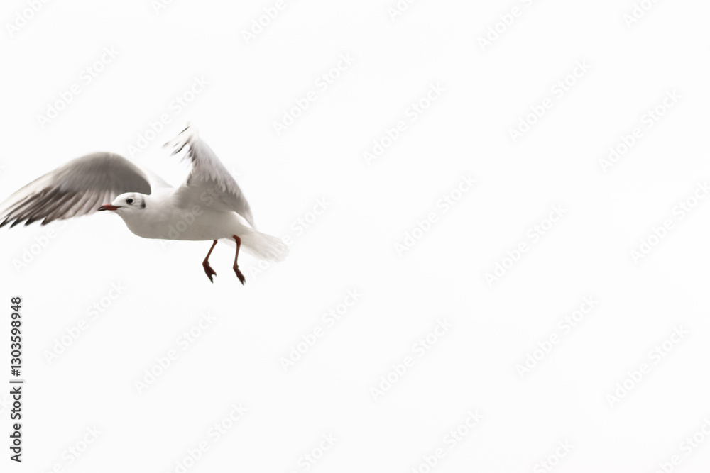 Obraz premium Dynamic Flight: Seagulls in Motion