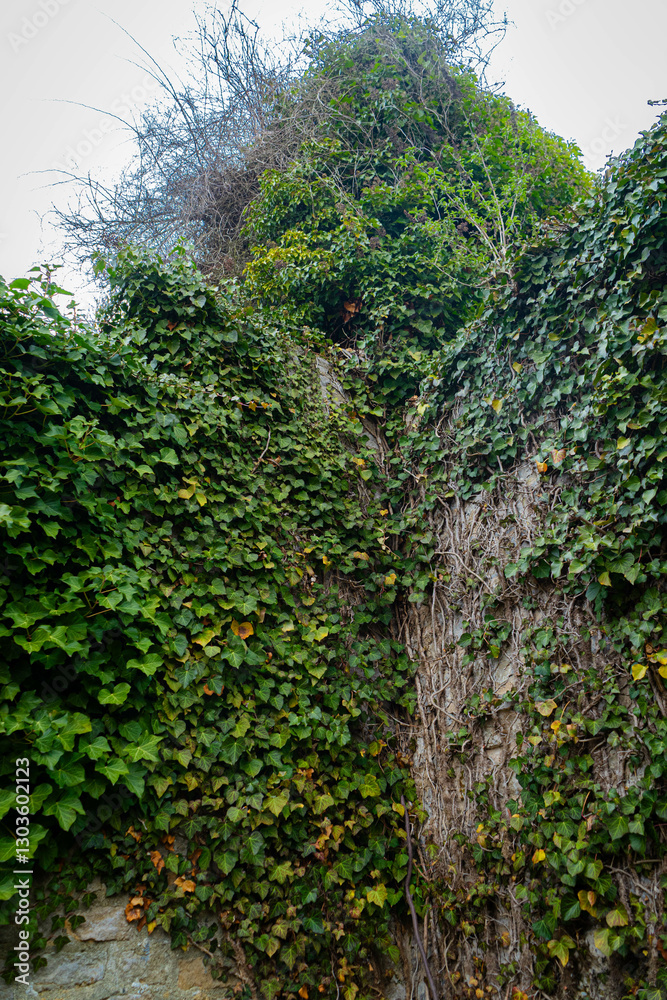 Ivy covered walls with varying shades of green. Natural texture, outdoor scene. European architecture, plants, vines, historical feel.