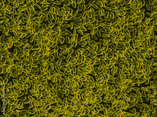 Tradescantia pollen grains